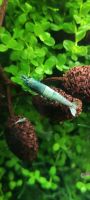 Blue Bolt Caridina Garnelen Niedersachsen - Weener Vorschau