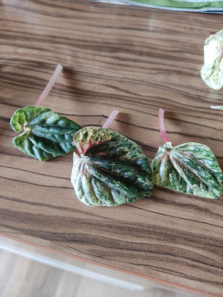 Peperomia caperata Helios / variegata/ Buenos Aires in Limburg