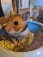 Goldhamster Weibchen Baby Hamster wildfarben Nordrhein-Westfalen - Remscheid Vorschau