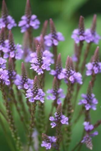 STAUDENSAMEN: LANZEN-VERBENE (Verbena hastata) WEIß+LILA in Lutherstadt Wittenberg