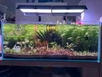 ⭐️Chihiros Vivid 2 II mini⭐️ WRGB - Aquariumlampe LED Nordrhein-Westfalen - Schlangen Vorschau