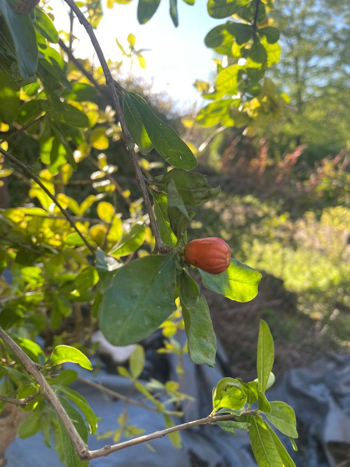 Großer Granatapfelbaum - Punica Granatum ca. 2 M hoch in Bad Bergzabern