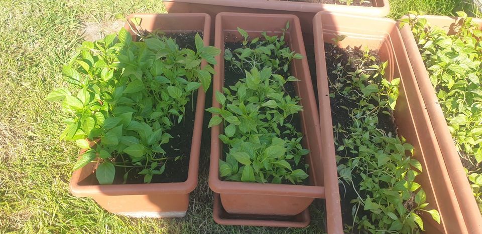 peperonipflanze in Selm