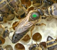 Bienenköniginnen Niedersachsen - Selsingen Vorschau