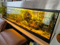 Aquarium 1000l Hessen - Taunusstein Vorschau