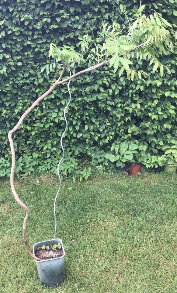 Letzter Blauregen Wisteria zweifarbig blau weiß mehrjährig ab 30€ in Teltow