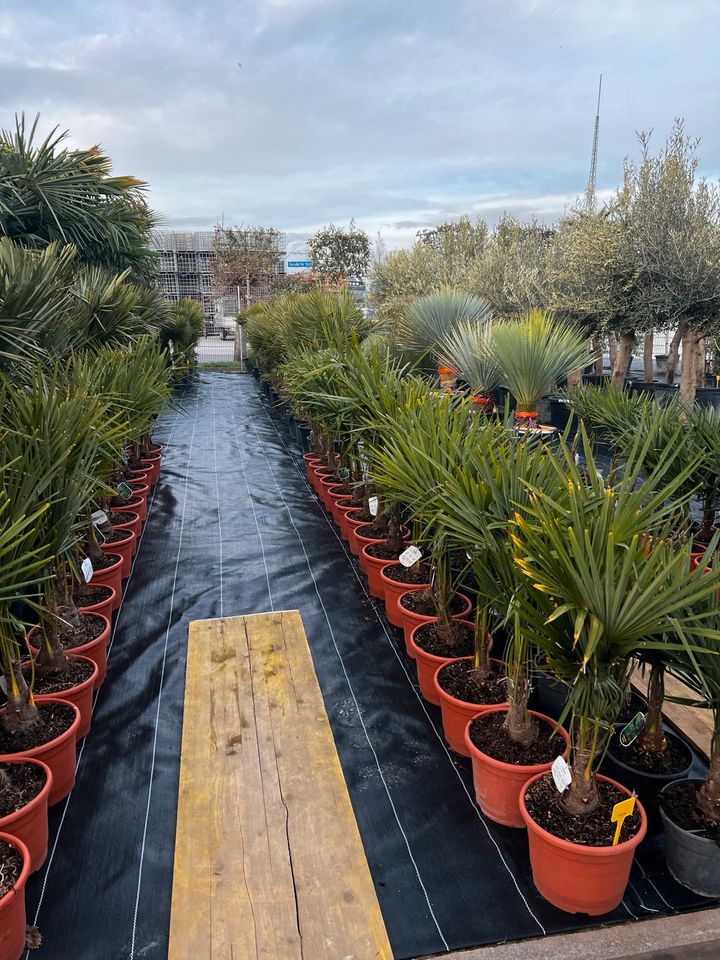 Trachycarpus fortunei winterhart hanfpalme in Altlußheim