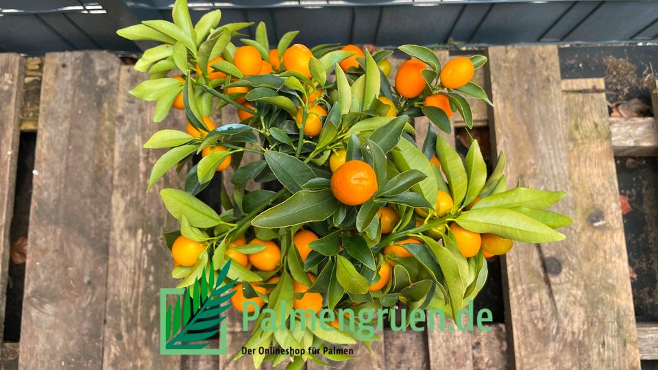 Fortunella margarita Kumquat Zwergorange 20-60cm in Springe