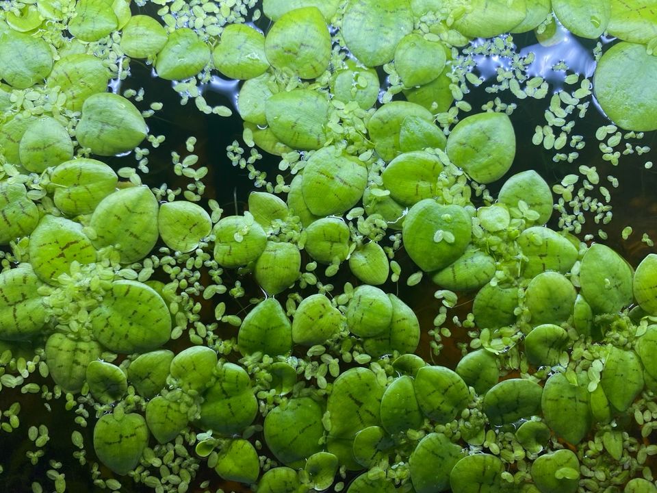 Schwimmpflanzen Aquarium Südamerikanischer Froschbiss in Loose 