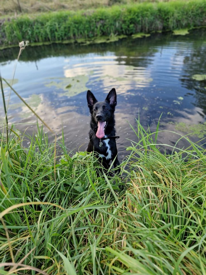 Oskar sucht seine Menschen in Hemmoor