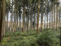 Suche Wald / Waldgrundstück Sachsen - Rodewisch Vorschau