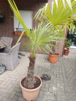 Palme trachycarpus fortunei Niedersachsen - Neuenkirchen - Merzen Vorschau
