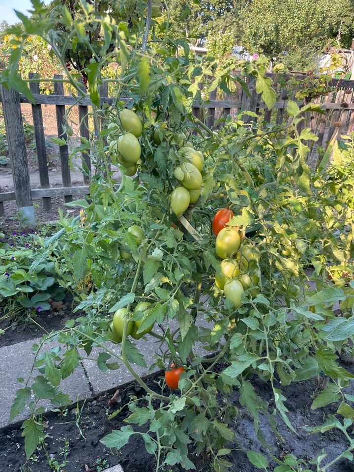 Bio Tomaten Pflanzen demeter seltene schwarze weiße in Halle