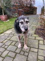 Sanfter Oldie ALI ❤️ a.d. Tierschutz sucht seine Menschen Nordrhein-Westfalen - Lohmar Vorschau