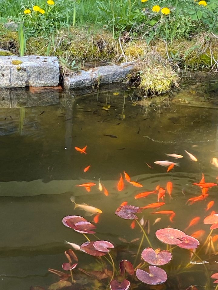 Goldfische Koi Teichfische NUR GESAMT ABZUGEBEN in Landsberg (Lech)