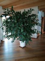 Ficus Benjamin groß , Grünpflanze Bayern - Floß Vorschau