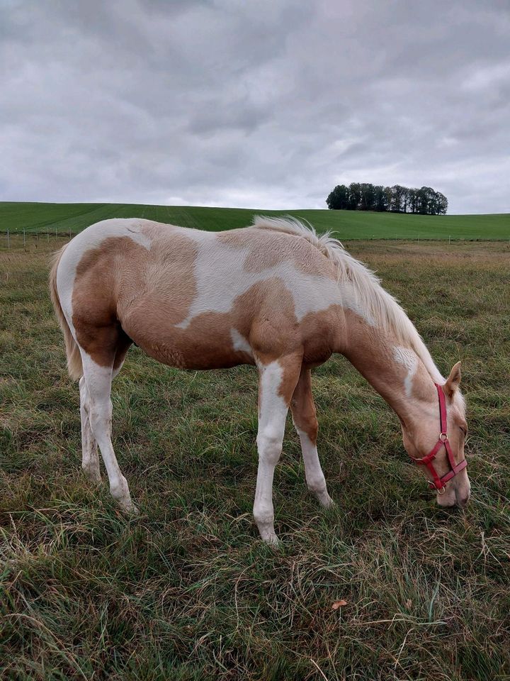 Paint Horse Hengst Jährling Westernpferd Quarter Horse in Neukirchen/Erzgeb