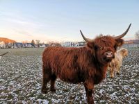 Highland Cattle Rinder/Absetzer Herdbuchtiere zu verkaufen. Nordrhein-Westfalen - Brilon Vorschau