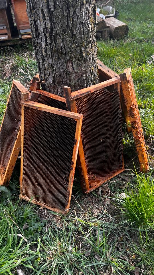 Zander Rämchen gebraucht in Kirchheim unter Teck