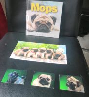 Der kleine Mops Enver Hirsch, Postkarte, 3 Magnete Wandsbek - Hamburg Rahlstedt Vorschau