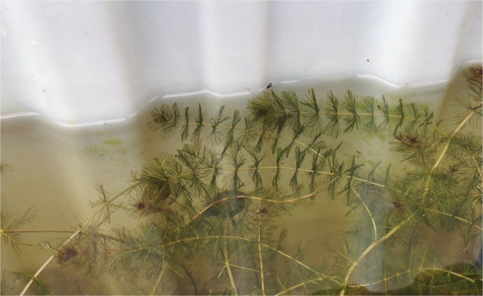 Ähriges Tausendblatt Myriophyllum spicatum Pflanze Teich Wasser in