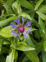 Bergflockenblume, blau aus eigenem Anbau Rheinland-Pfalz - Lahnstein Vorschau