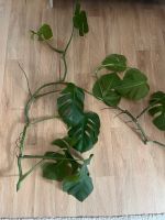 Monstera Ableger Niedersachsen - Leer (Ostfriesland) Vorschau