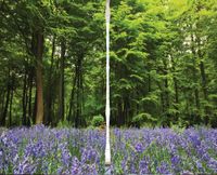 Gardine Frühlingswald Bayern - Waldkirchen Vorschau