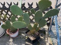Kaktus & Aloe Vera Pflanze Bayern - Schierling Vorschau