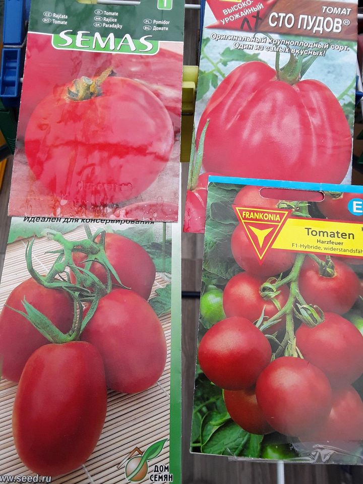 Tomatenpflanzen.Gurken.Paprika.Chili.Aubergine. in Fuldatal