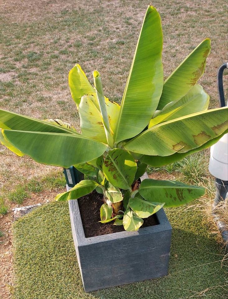 Bananenbaum Bananenstaude Bananenpflanze in Buchen (Odenwald)