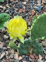 Opuntia howeyi/ 25 Samen winterharter Feigenkaktus incl.Versand Leipzig - Thekla Vorschau