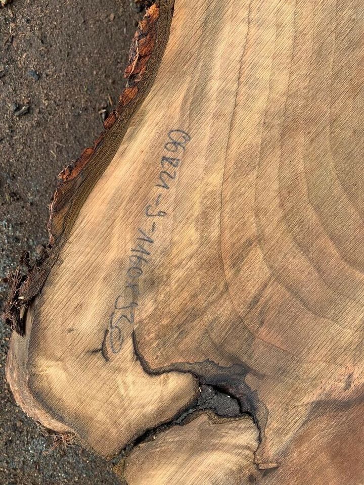 Walnussscheibe Holzbohle Tisch Baumscheibe Wandbild Stamm in Staßfurt