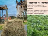 WiesenHeulage mit *Cannabis* in Mini-Rundballen (ca. 30kg) Neumünster - Negenharrie Vorschau