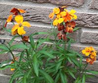 Goldlack,Blume,Garten,Bienen Lilie Staude Winterhart Niedersachsen - Goslar Vorschau