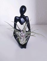 Luftpflanze Airplant Tillandsia im Skulptur Aufsteller Schleswig-Holstein - Schuby Vorschau