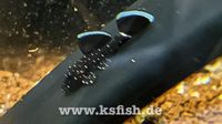 L181 Tüpfelantennenwels Saugwels ca 3,5cm Brandenburg - Spreenhagen Vorschau