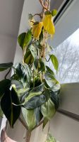 Philodendron Scandens Brasil viel Gelb Essen - Bergerhausen Vorschau