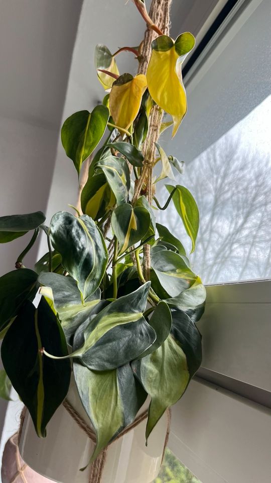 Philodendron Scandens Brasil viel Gelb in Essen