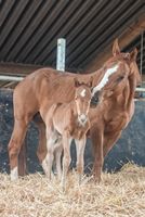 Quarter Horse Stutfohlen , Abstammung die besser nicht geht Bayern - Niederwerrn Vorschau