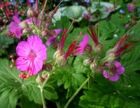 Balkan-Storchschnabel Geranium macrorrhizum  6 Stck. 10 € Baden-Württemberg - Mannheim Vorschau