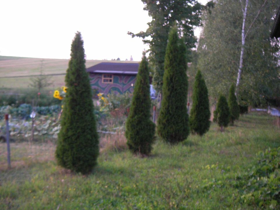 Solitärbäume-Thuja Smaragd   &   Brabant in Presseck