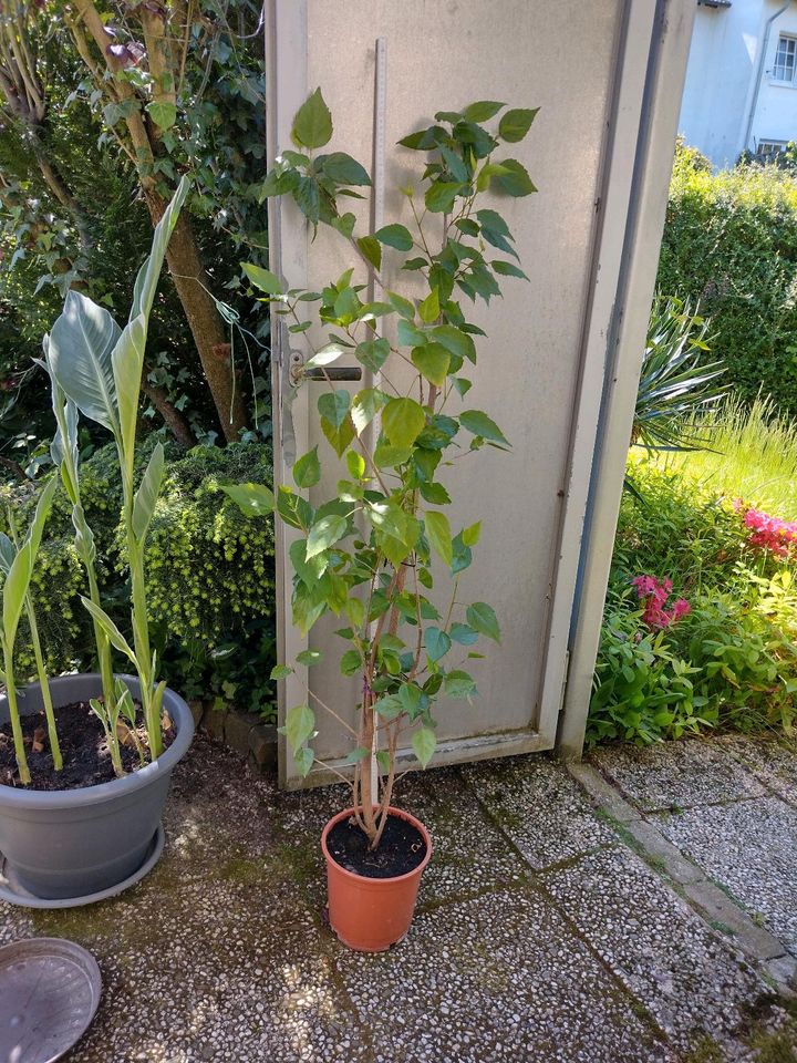 Hibiskus Topfpflanze Pflanze Terrasse  "Hawaii " Blume in Iserlohn