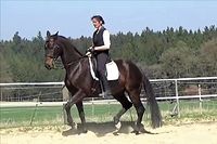 Reitunterricht Beritt Klassisch Reiten Doppellonge Bodenarbeit Bayern - Pfaffenhofen a.d. Ilm Vorschau