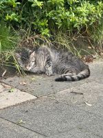 Katze/Kater gefunden Essen - Essen-Stadtmitte Vorschau