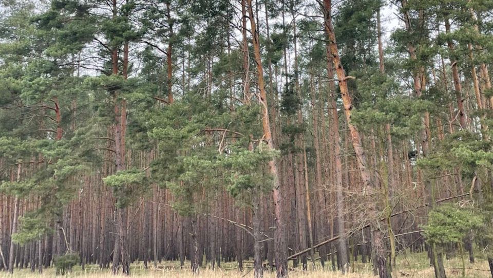 4 Flächen im Jerichower Land, Wald, Forst; SachsenAnhalt in Sachsen