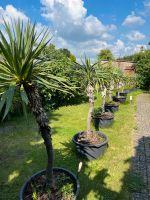 Yucca schottii Palmen von 1,00 m bis 1,70 m VB Niedersachsen - Uelzen Vorschau