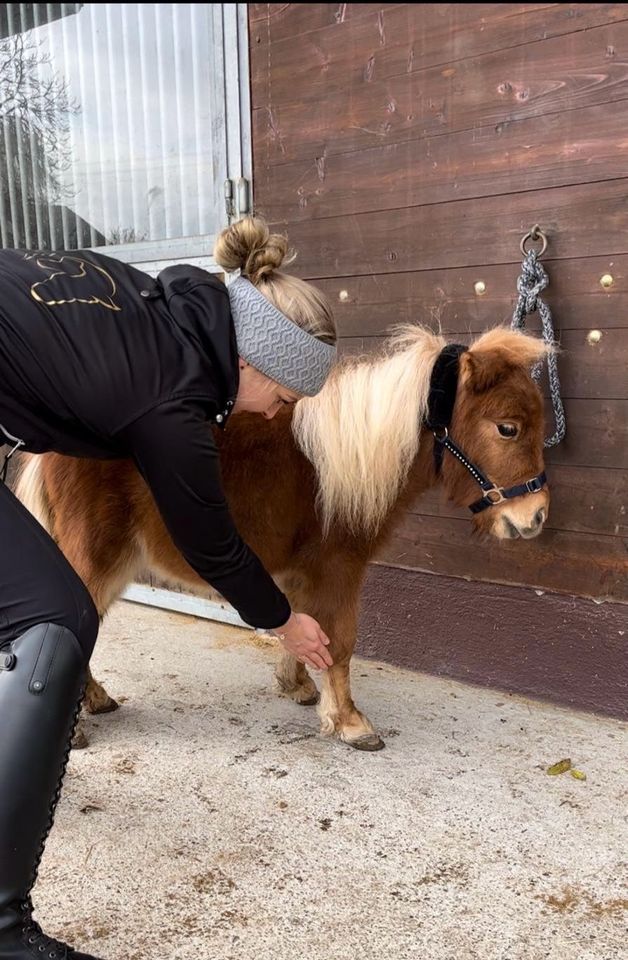 Tierphysiotherapie Pferd & Hund Dorntherapie & Akupunktur in Altenstadt