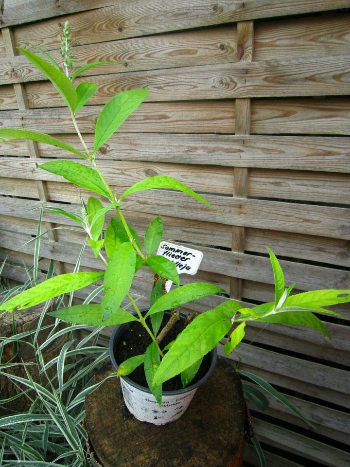 Schmetterlingsflieder Sommerflieder violett Buddleja davidii in Liebenau