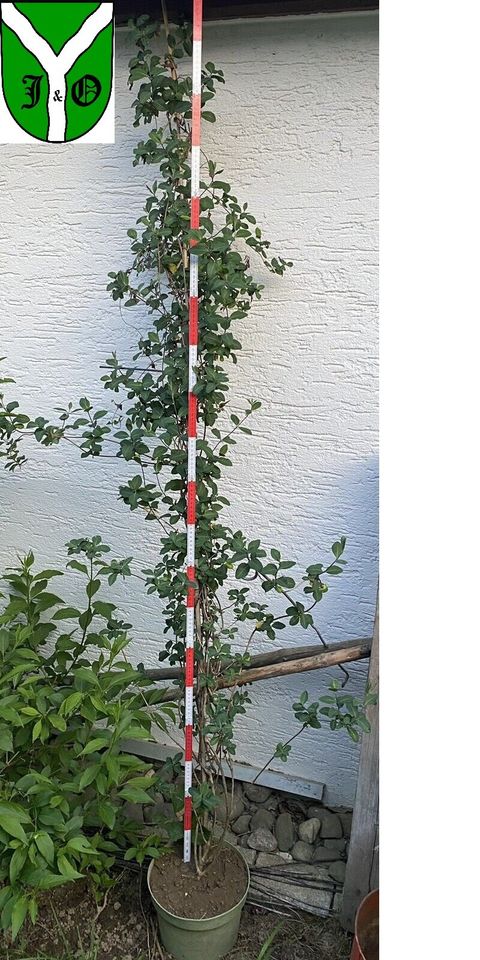 Echtes Geißblatt ca 2m 200cm Lonicera Jelängerjelieber Pflanze in Spraitbach